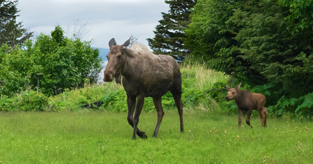 A moose cow leads her calf across a grassly meadowの写真素材