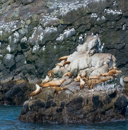 A pod of seals are sunning themselves on a rocky shoreの写真素材