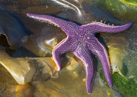 A sea star seems to be sun bathing in shallow water while waiting for the tide to return.の写真素材