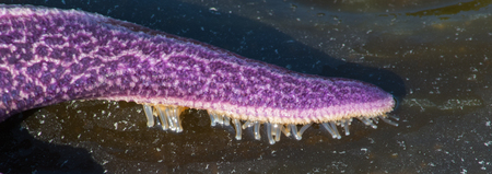 The arm of a purple seastar sends tentacles seeking along the black sand.の写真素材