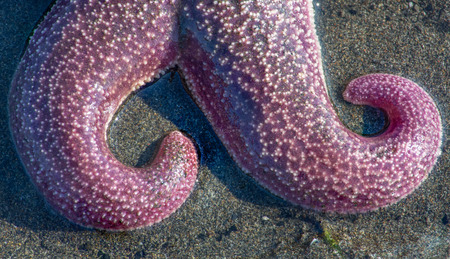 A purple seastar's arms curl in the drying sun of high tide.の写真素材