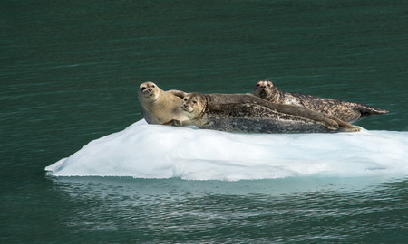 A trio of harbor seals are stetched out on a piece ice sunning themselves.の写真素材