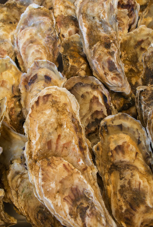 White and brown patterend oysters are arranged in rows.の写真素材