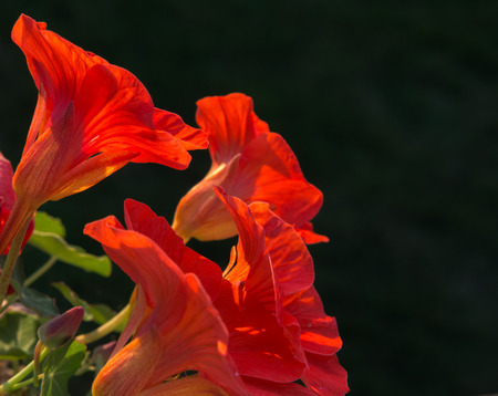 Nasturtiums opens blooms of vivid orange.の写真素材