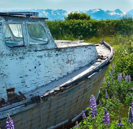 An old boat found a new sea of green to float on.の写真素材