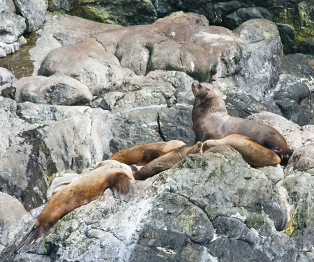 A bull sea lion overlooks his harem while sunning himself on a rocky ledge.の写真素材