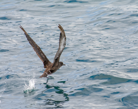 This Sooty Shearwater runs along to the water and raises up its wings to gain enough speed to flyの写真素材