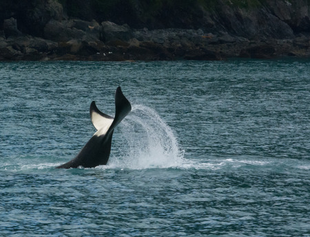 Water sprays off rapidly raising Orca tail.の写真素材