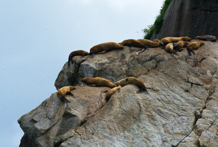 A pod of sealions are arranged in a row as they sleep on warm rocks.の写真素材