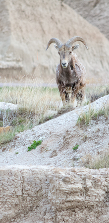A Big Horn Sheep looks down at a sandstone ledge.の写真素材