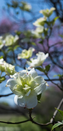 The white petals of a blooming dogwood are opening to reveal the inter details of the flower.の写真素材