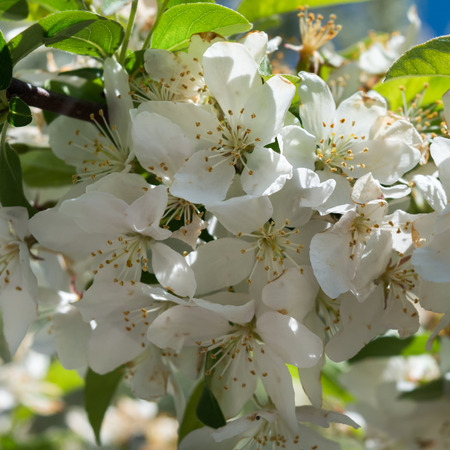 Protected from the sun, this cherry blossoms are fully open.の写真素材