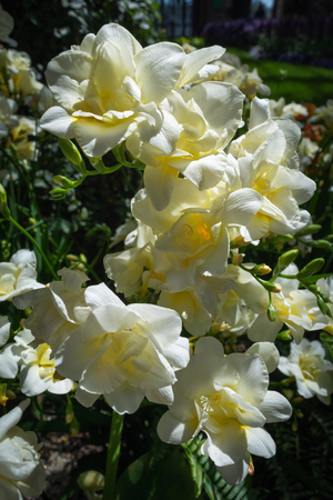 Pale yellow flowers coverup the green stem of their supporting flower.の写真素材