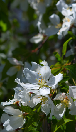 Sunlight highlights a single white cherry blossom in the foreground.の写真素材