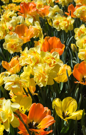 Daffodils and tulips intermix their yellow and orange blooms.の写真素材