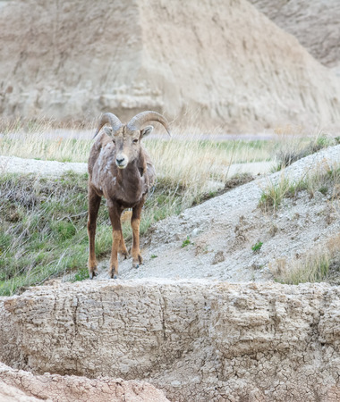 A Big Horn Sheep stands on a standstone rise.の写真素材