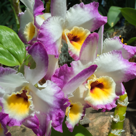 Purple and white petals provide contrast from red and yellow centers of these blooming orchids.の写真素材
