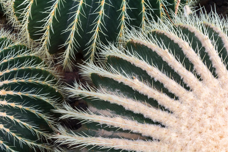 Sharp spines project from the green of a barrel cactus.の写真素材
