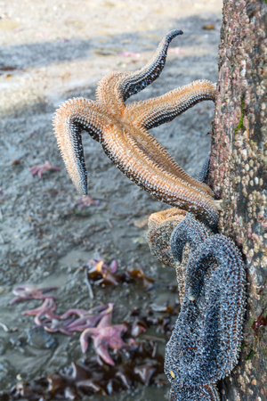 Left high and dry, a sea stars clings to a piling with it very last tenacles.の写真素材