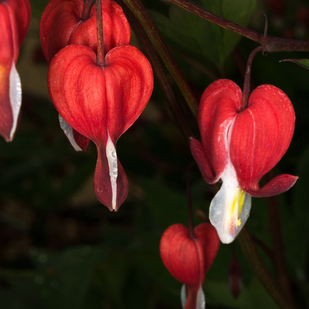 Pale red hearts signal the blooming of a bleading heart.の写真素材
