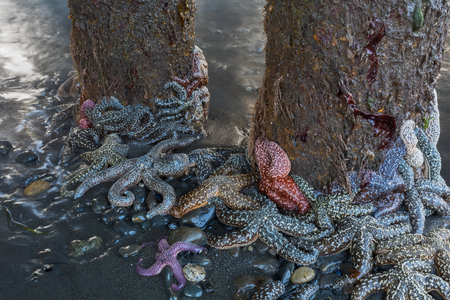 Clusters of starfish cling to seaweed coated pilings at low tide.の写真素材