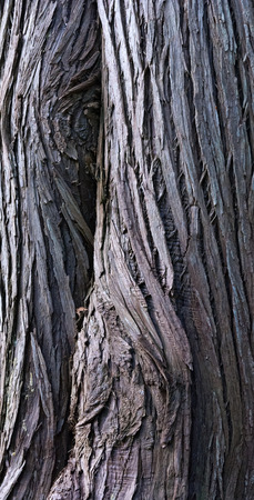 Bark splits in spirals up the tree trunk.の写真素材