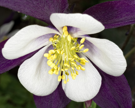 Yellow stemen of a blooming columbine provide a great contrast to the white and purple of its petals.の写真素材