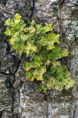 HOMER, ALASKA - JULY 26 - Growing Lichen spreads it yellow and green folage across the grey bark of a tree.の写真素材