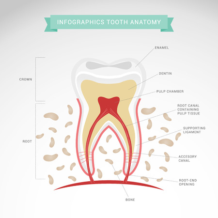 Tooth anatomy vector dental infographics. Medical banner or poster illustrationのイラスト素材