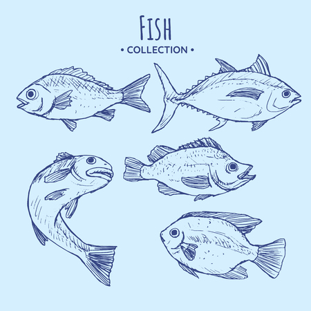 Collection of fish hand drawn with contour lines on white background. Bundle underwater animals or creatures living in sea and ocean. Monochrome vector illustration in vintage etching style.のイラスト素材