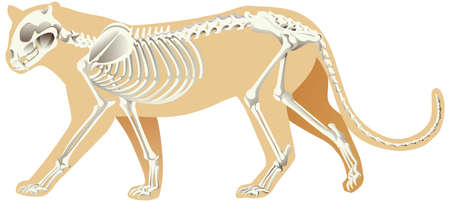 Skeleton of leopard on white background illustrationのイラスト素材