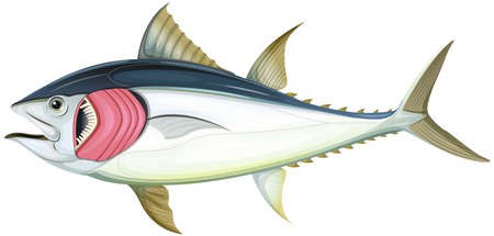 Fish with gills on white background illustrationのイラスト素材