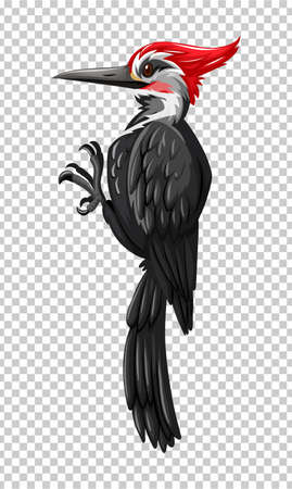 Black woodpecker on transparent background illustrationのイラスト素材