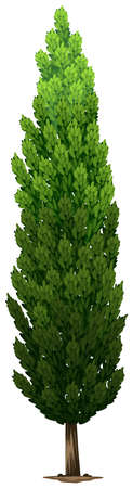 Illustration of a Swedish columnar plant on a white backgroundのイラスト素材