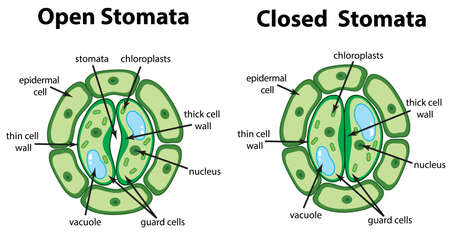 Diagram showing open and closed stomata on the chart illustrationのイラスト素材
