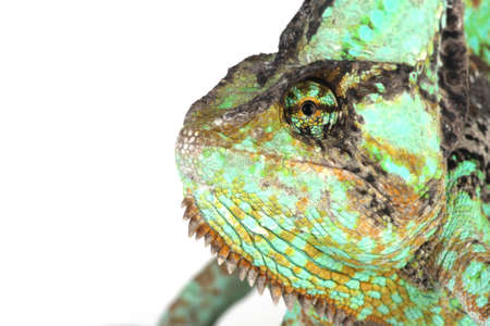 head shot of a green chameleonの写真素材