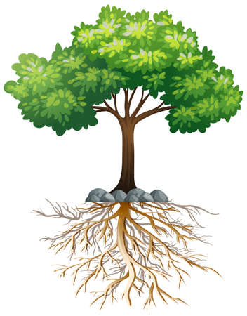 Big green tree with roots underground on white background illustrationのイラスト素材