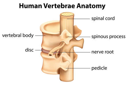 Illustration showing the Human vertebrae anatomyのイラスト素材