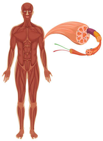 Human with muscle diagram illustrationのイラスト素材
