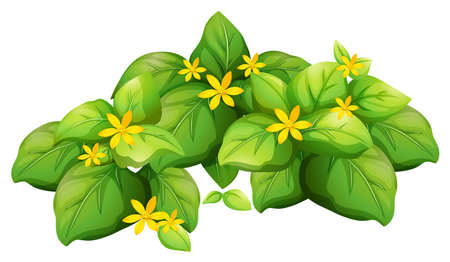 Plant with green leaves and yellow flower illustrationのイラスト素材