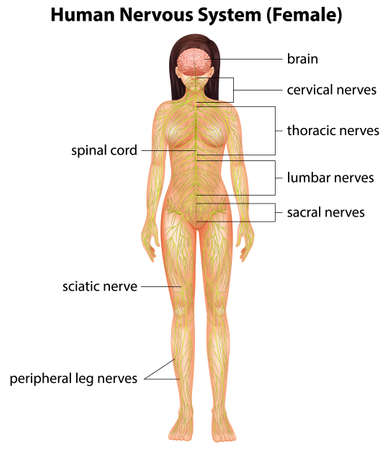 Illustration of the human nervous systemのイラスト素材