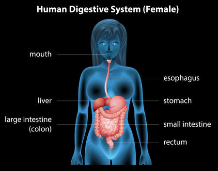 Illustration of the human digestive systemのイラスト素材