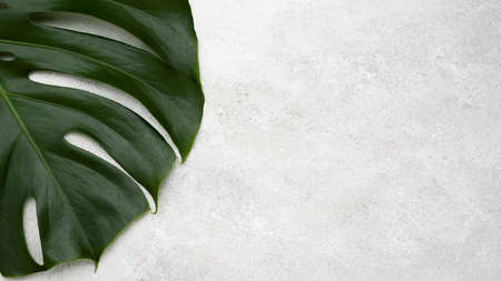 top view of monstera leaf with copy space. Resolution and high quality beautiful photoの写真素材