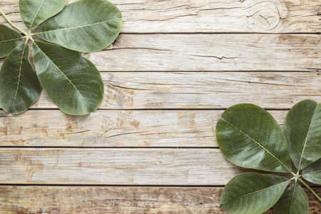top view leaves with copy space. Resolution and high quality beautiful photo