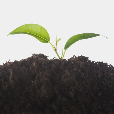 seedling growing soil isolated white background. Resolution and high quality beautiful photoの写真素材