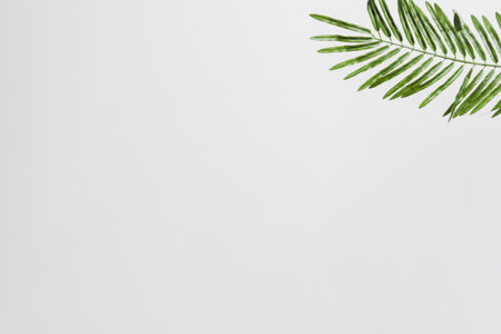 natural green palm leaves on the corner of the white background. Resolution and high quality beautiful photoの写真素材