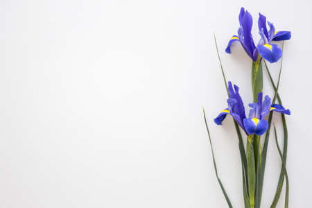 purple iris flowers isolated white background. Resolution and high quality beautiful photoの写真素材