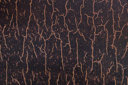 roots plant ground. Resolution and high quality beautiful photo