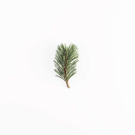 green coniferous branch light desk. Resolution and high quality beautiful photoの写真素材