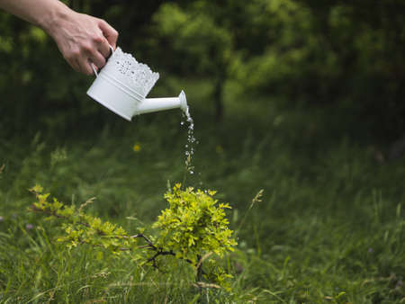 hand watering plant from white watering can. Resolution and high quality beautiful photoの写真素材